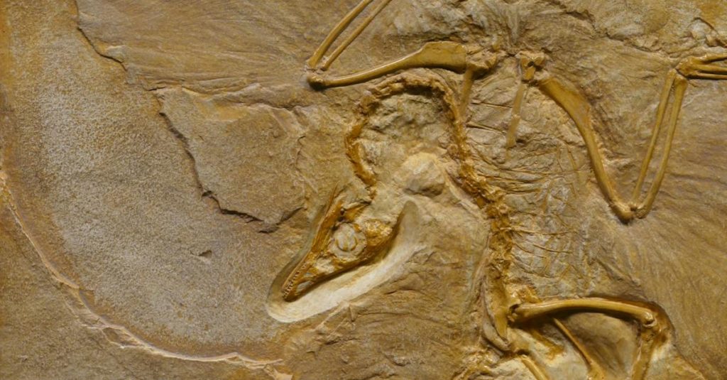 dinosaur fossil on rough stone formation 1